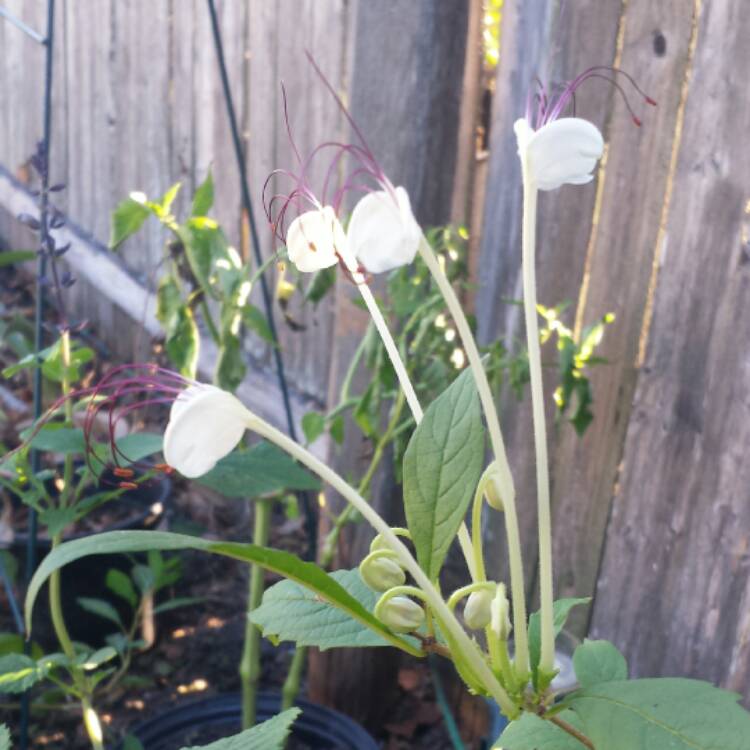 plant image 548433 plant image 548433