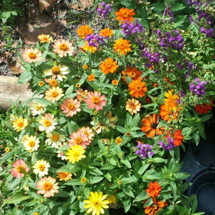 plant image 549760 plant image 549760