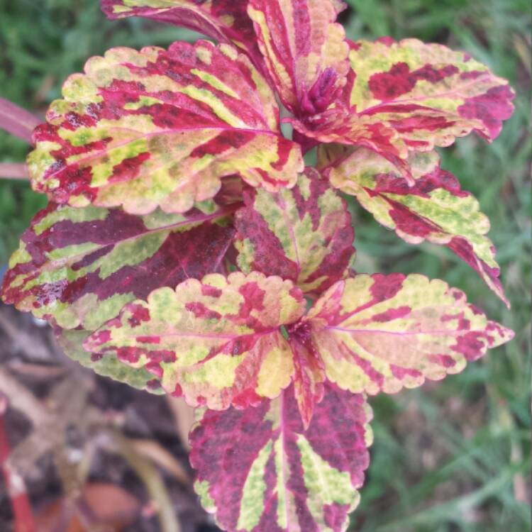 plant image 554529 plant image 554529