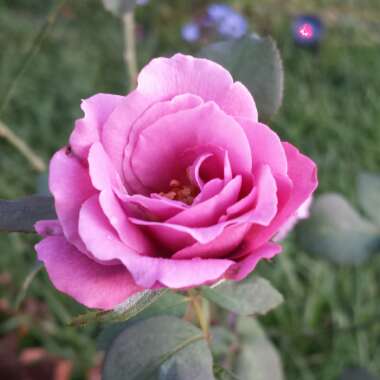 Rosa 'Angel Face'