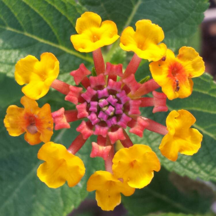 Plant image Lantana camara 'Radiation'