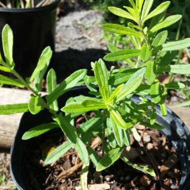 Asclepias tuberosa