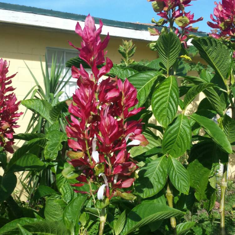 Plant image Megaskepasma erythrochalamys
