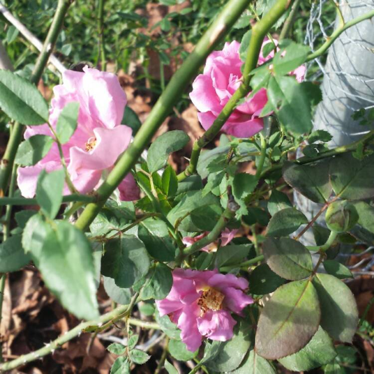 plant image 568101 plant image 568101