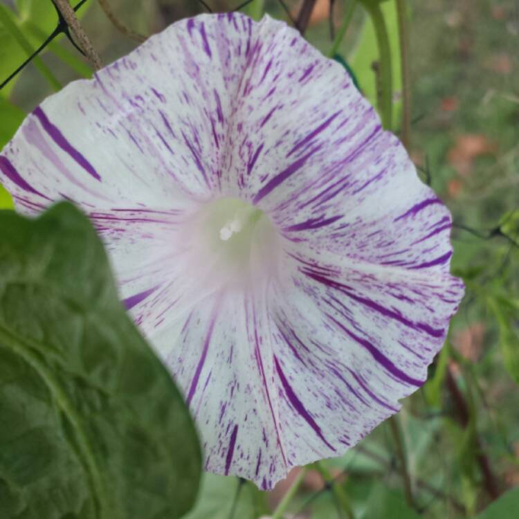 plant image 572886 plant image 572886