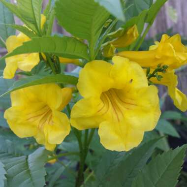 Tecoma Stans