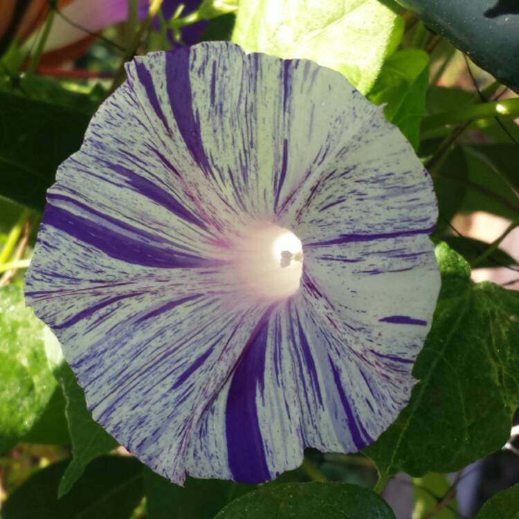 plant image 574571 plant image 574571