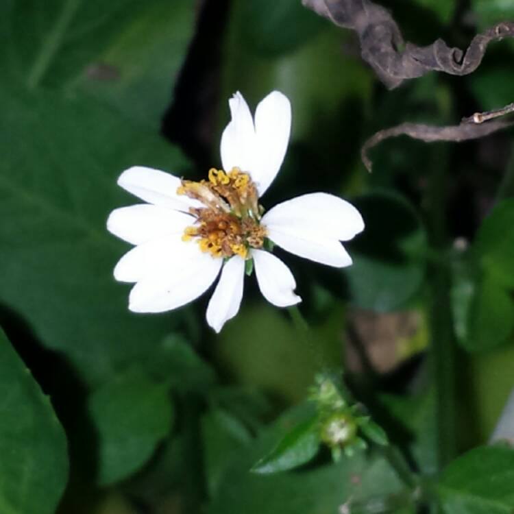 plant image 579125