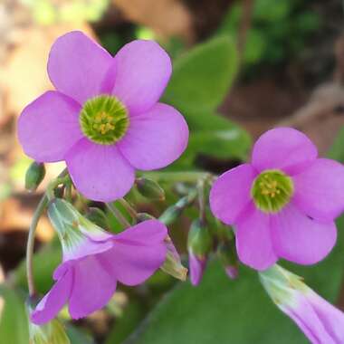 Oxalis