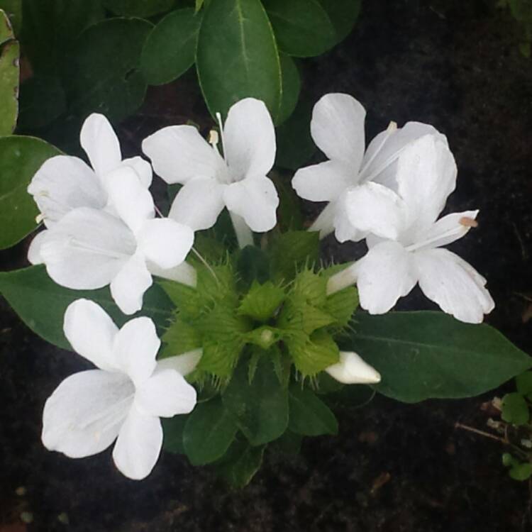 plant image 580702