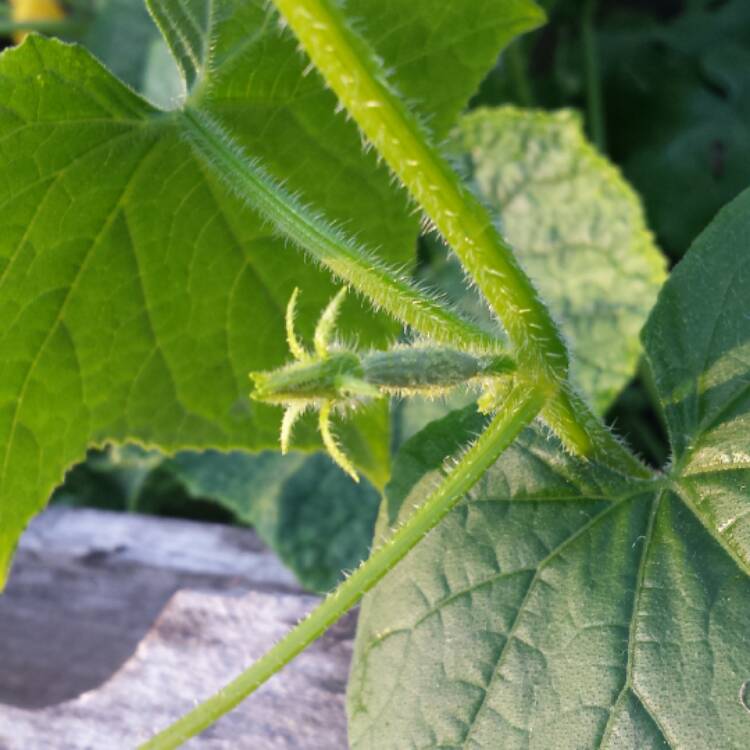 Plant image Cucumis Sativus 'Marketmore'