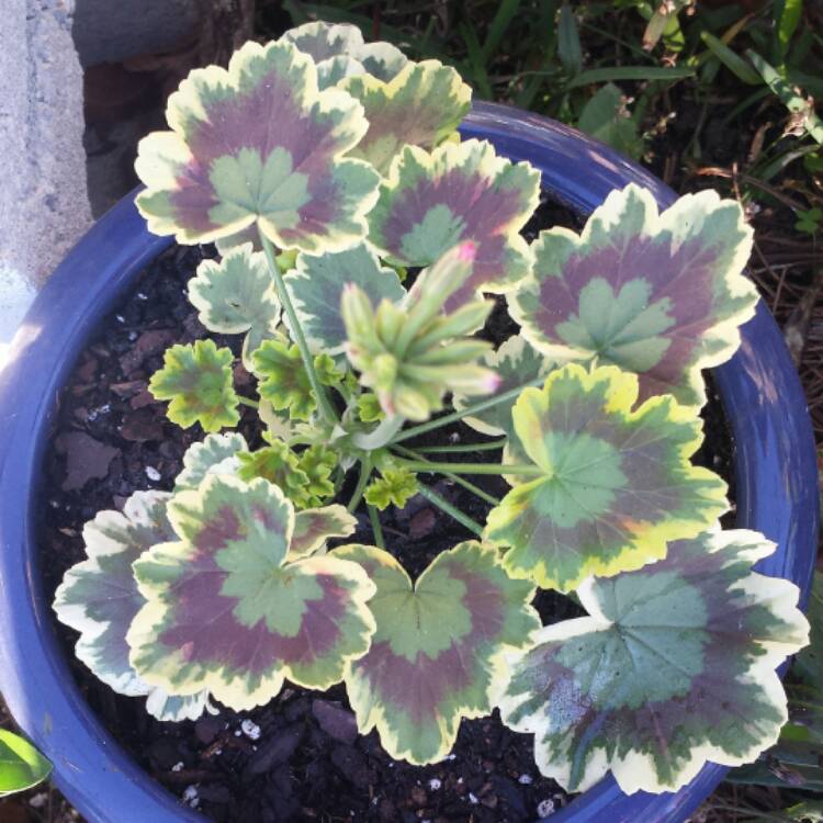 Plant image Pelargonium 'Mrs Pollock'
