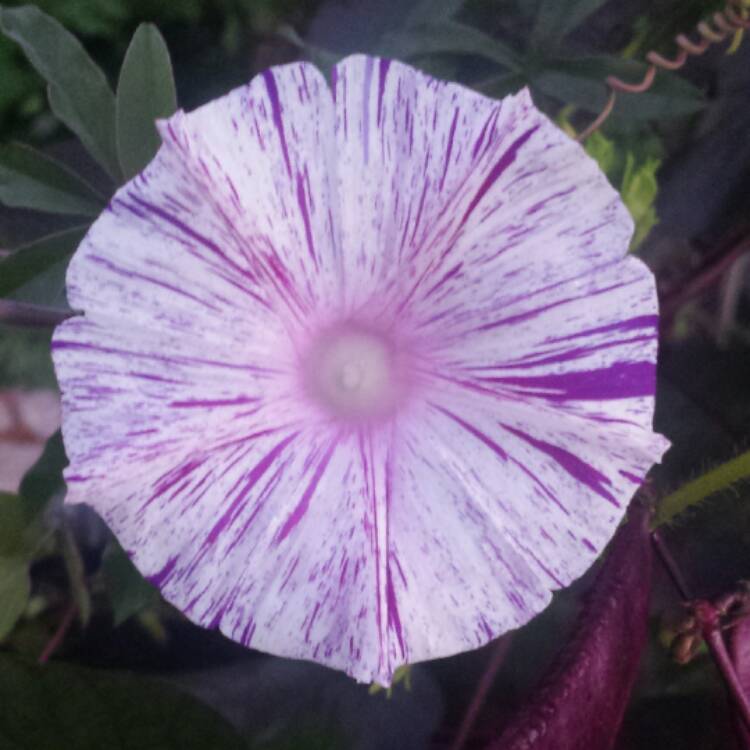 plant image 586125 plant image 586125