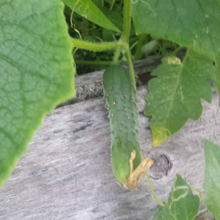 Plant image Cucumis Sativus 'Marketmore'