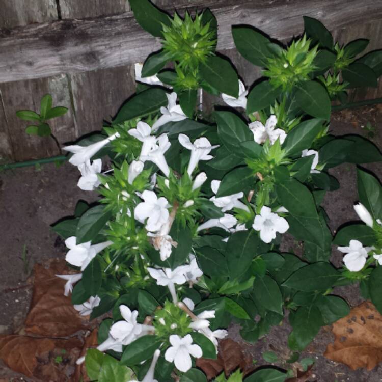 plant image 588296
