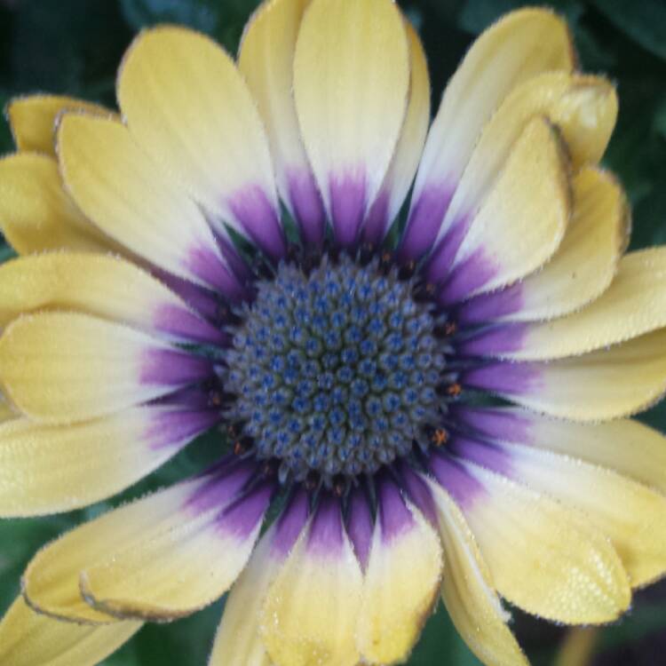 plant image 591684