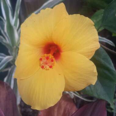 Hibiscus rosa-sinensis