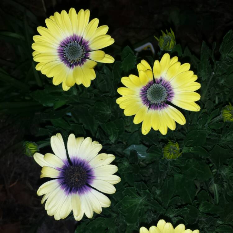 plant image 593116
