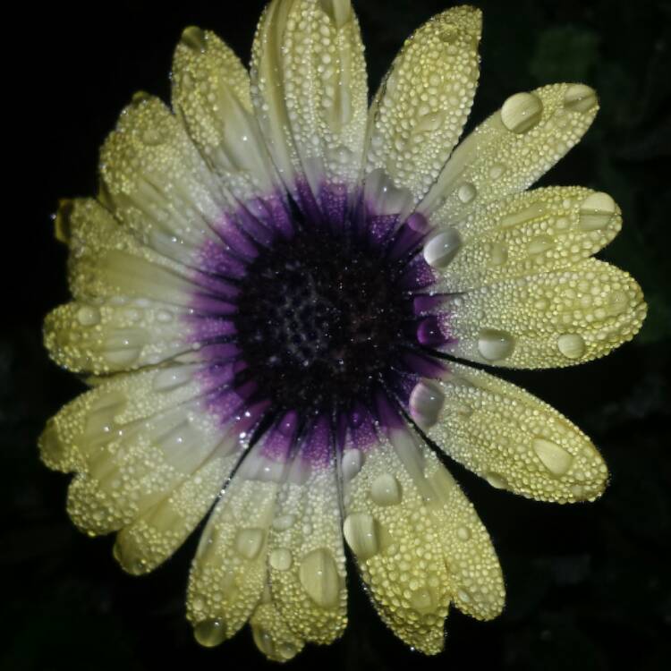 plant image 593524