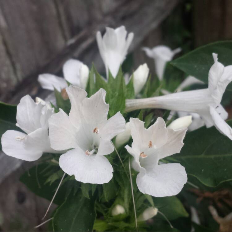 plant image 595697