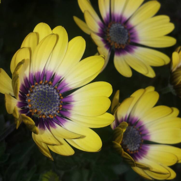 plant image 595703