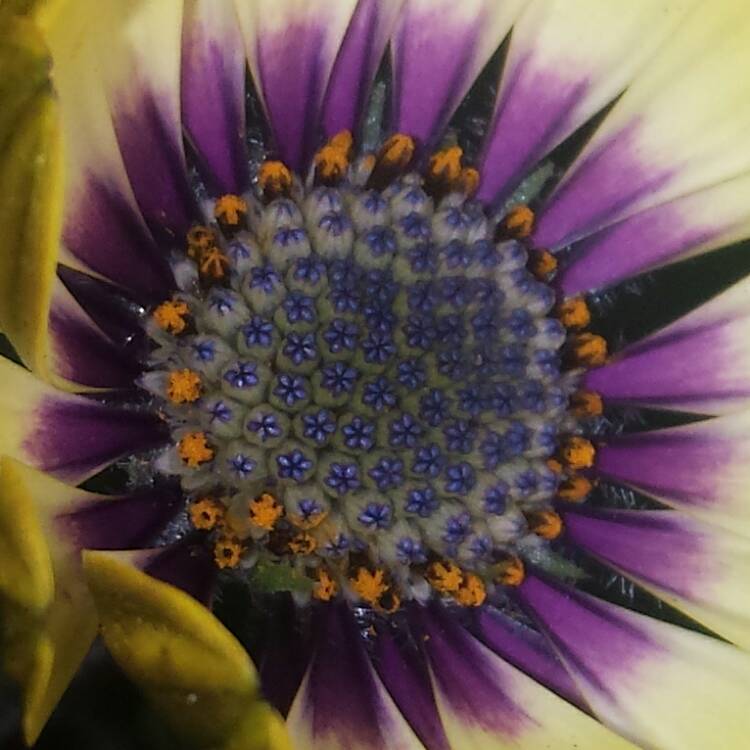 plant image 596033