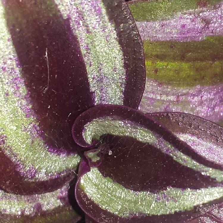 Plant image Tradescantia  'Houseplants'