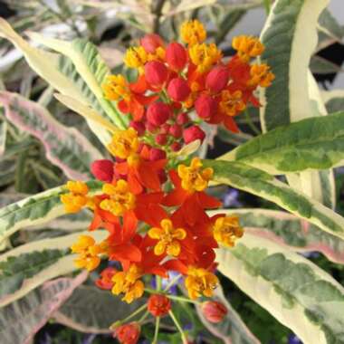 Asclepias curassavica 'Monarch Promise'