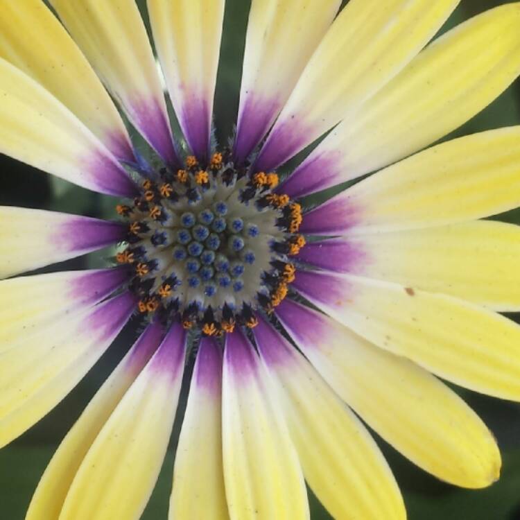 plant image 618067