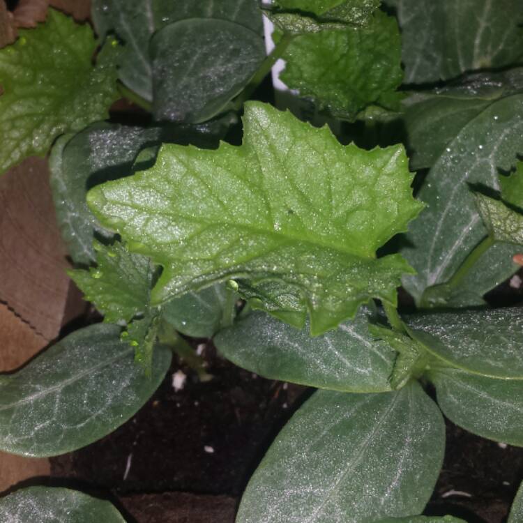 plant image 623051
