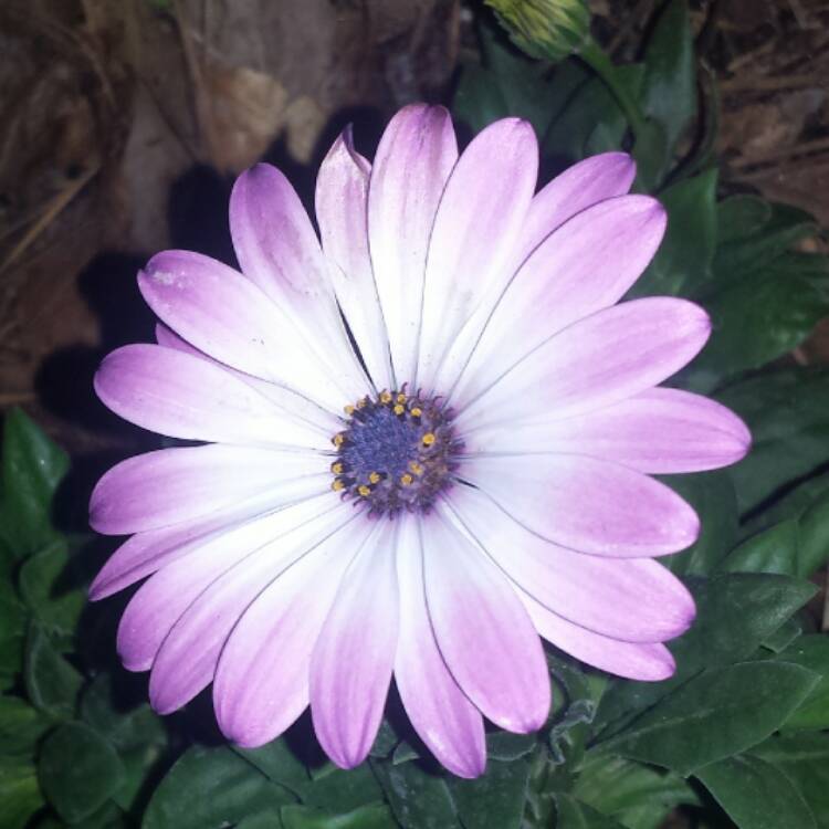 plant image 623279