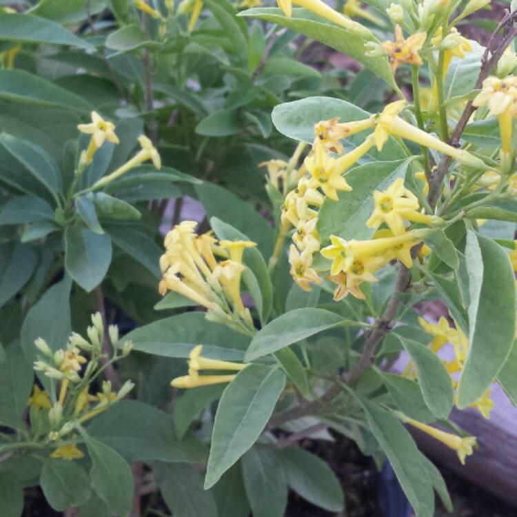 plant image 627961