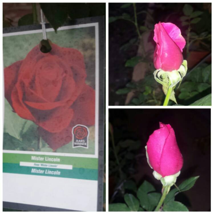 Plant image Rosa 'Mister Lincoln'