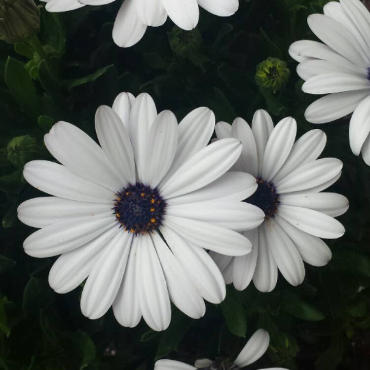 plant image 630451