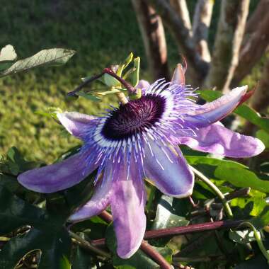 Passiflora 'Amethyst' syn. Passiflora 'Lavender Lady'