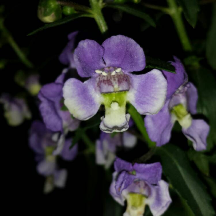 plant image 642884 plant image 642884