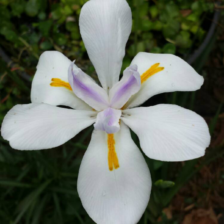 plant image 645442 plant image 645442