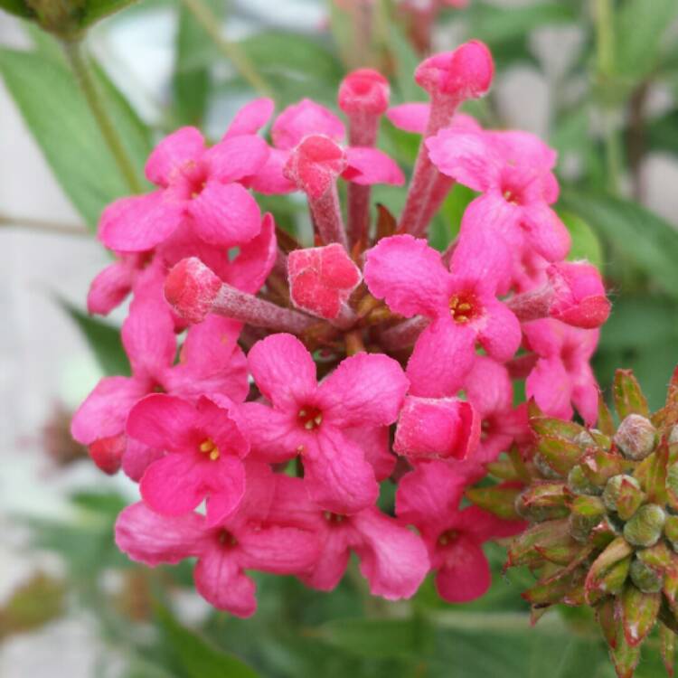 plant image 645530 plant image 645530