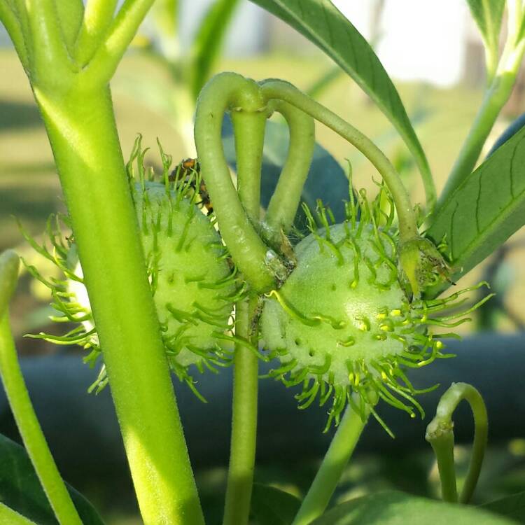 plant image 651569 plant image 651569
