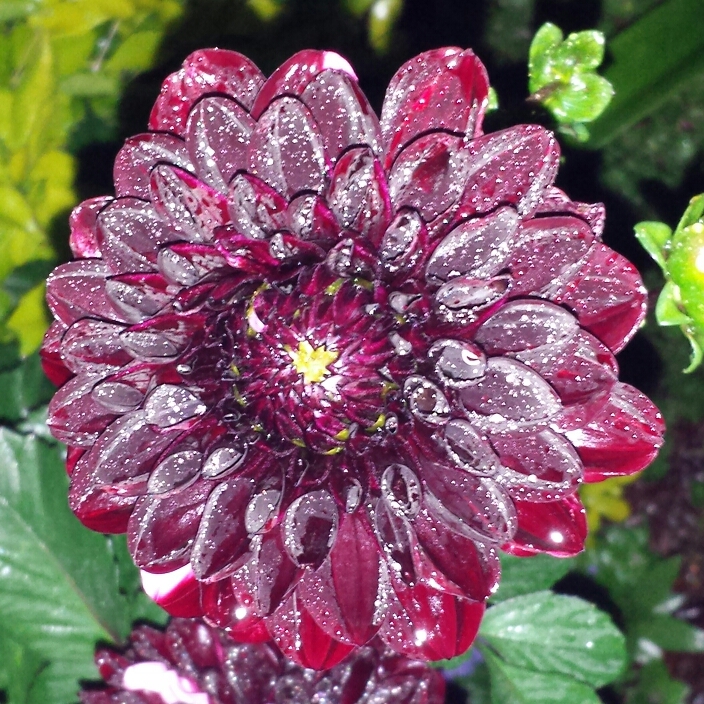 plant image 655675 plant image 655675