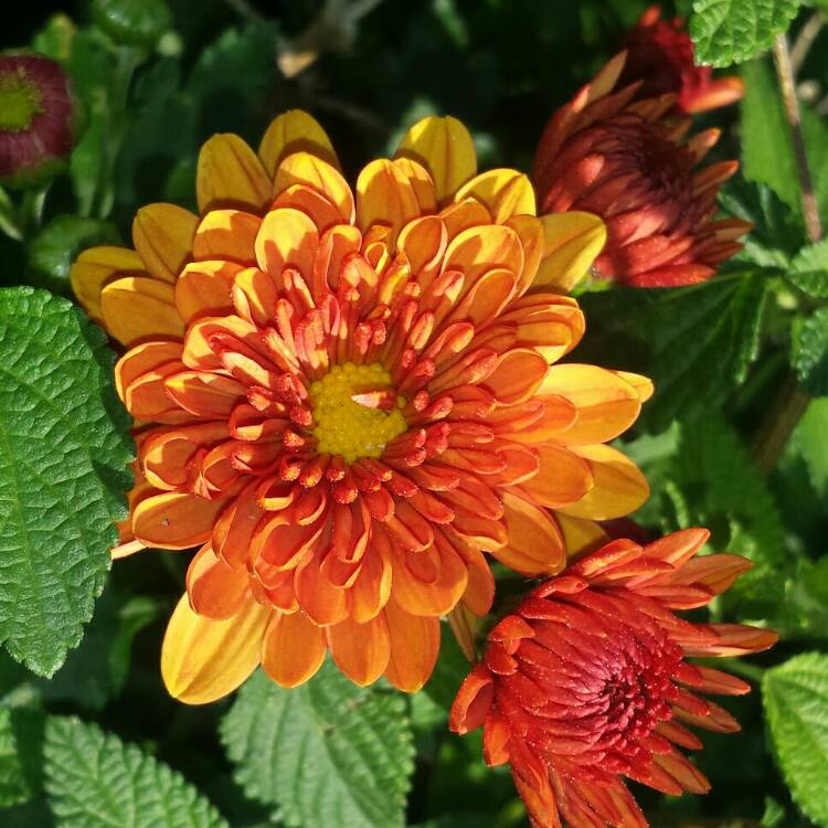 plant image 656183 plant image 656183