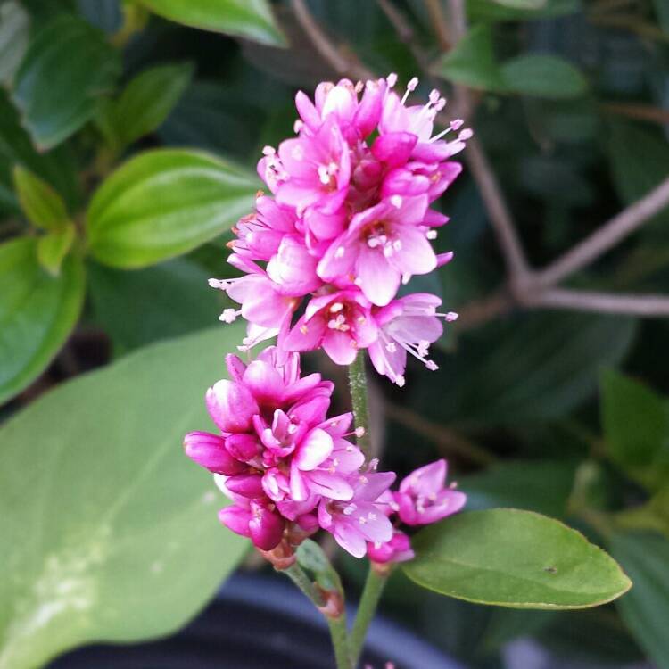 plant image 659523