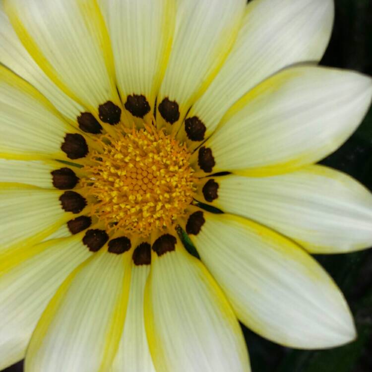 plant image 659524 plant image 659524