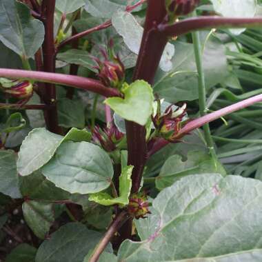 Hibiscus sabdariffa