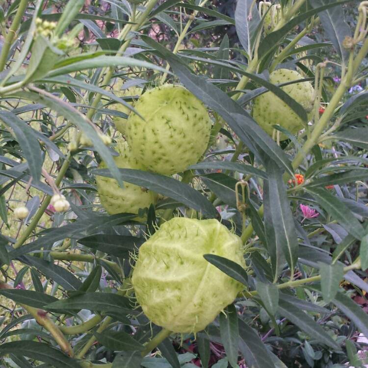 plant image 668960 plant image 668960