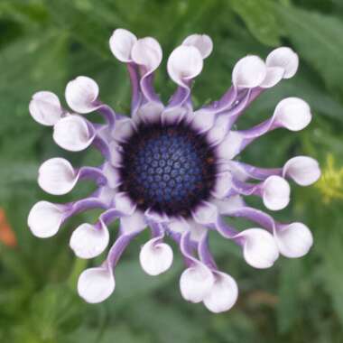 Osteospermum 'Pink Whirls'