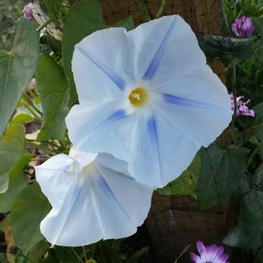 Ipomoea purpurea 'Milky Way'