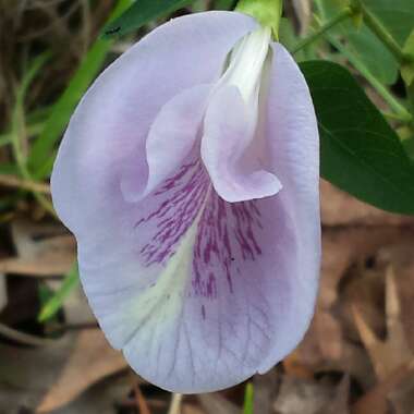 Clitoria Fragrans syn. Martiusia fragrans