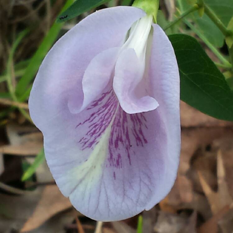plant image 678738