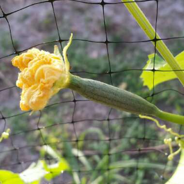 Luffa aegyptiaca